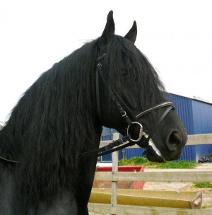Friesian Horse Stable