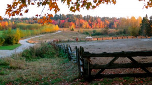 Autumn Quotes: 20 Inspirational Sayings About Fall + Photos