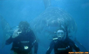 ... .net/images/2011/05/02/funny-shark-attack-scuba_130434727142.jpg