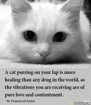 Cat Purring On Your Lap Is More Healing Than Any Drug In The World,