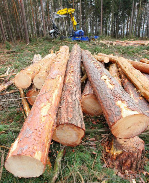 clearcutting is the logging practice of cutting down all the trees in ...