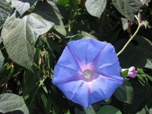 Leaves Of Grass Movie Quotes