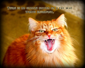 Funny Cat quotes Photography Mad Yawning expresssions animal photos