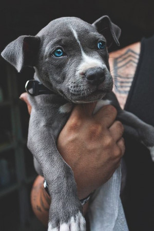 Blue Eyed Dog