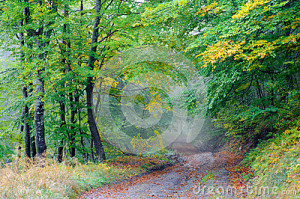 Autumn Country Road Desktop