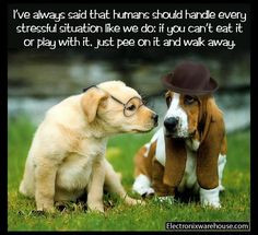 handle every stressful situation like a dog ~