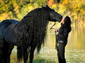 ... 6443 post subject the beautiful black horse the beautiful black horse