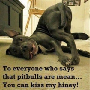 funny pit bull