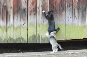 Vida7: IMC: Indice de Masa Corporal