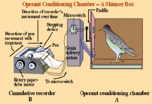 Skinner developed the concept of operant conditioning in which a ...