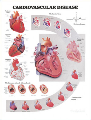 cardiovascular heart disease