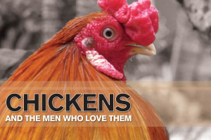 keep calm and love chicken watercolor chicken love