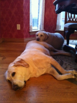 Cute Labrador Retriever Pictures and Quotes About Labs