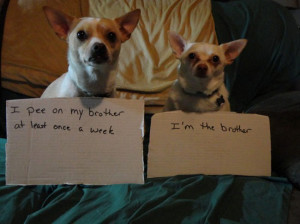 30 Naughty Dogs. You’ll LOL At What They Did.