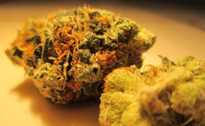 Related Pictures weed og kush platinum og kush dank marijuana bud high