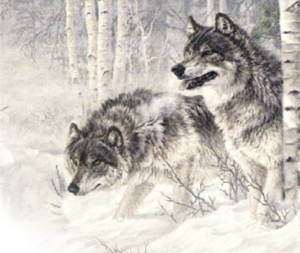 ... walking strong two wolves walk tight great heads lowered muzzles white