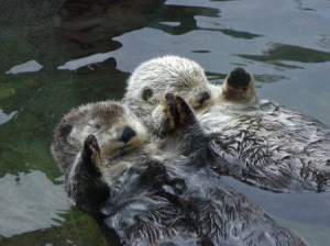otters-hold-hands.jpg