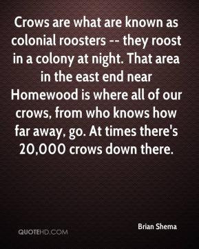 are what are known as colonial roosters -- they roost in a colony ...