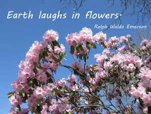 picture quote with flowers and blue sky