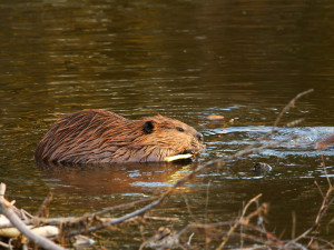 Beaver floating in water