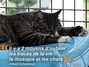 http://www.miaooland.com/images/chats/divers/Photo-de-Citations ...