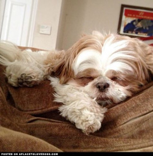 Shih Tzu Puppy Sleeping • APlaceToLoveDogs.com • dog dogs puppy ...