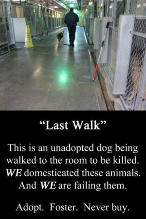 Adopt...Foster...Never Buy