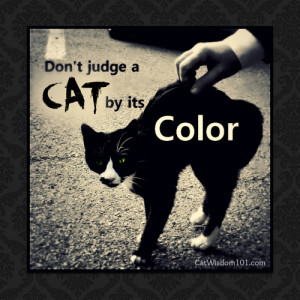 Quotes About Black Cats misunderstood black cats