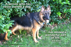 German Shepherd Puppies Quotes