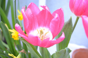 Love You Tulips Painting pink tulips