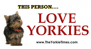 Loves Yorkies