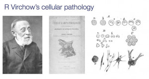 Rudolf Virchow Cell Theory Rudolph