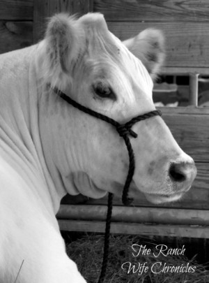 Show Cattle Quotes Open class cattle show for