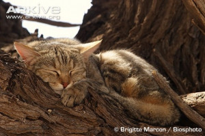 marcon kc silvestri group felis silvestri wildcats sleep european ...