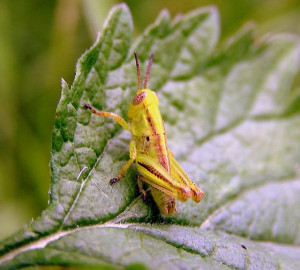 little Green Grasshopper Melanoplus bivittatus male