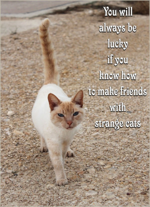 cat with quote, lucky, friends