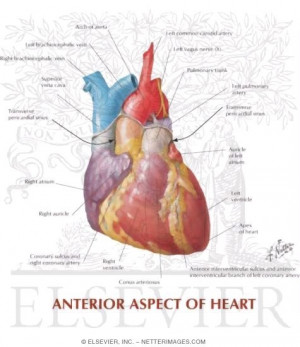 Netter Heart Anatomy