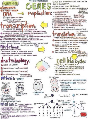 , Life Cycling, Biology Cells Meiosis Notes, Study Biology, Life ...