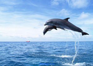 Download Two Bottlenose Dolphin Wallpaper Wallpapers Full