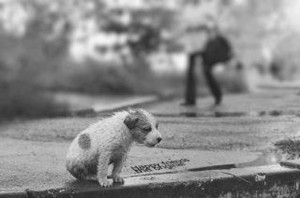 animal overpopulation