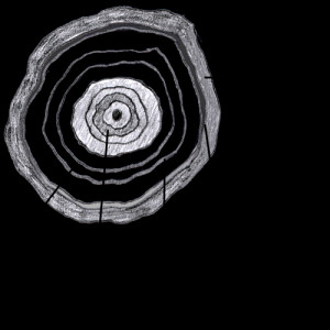 Cross Section Illustration
