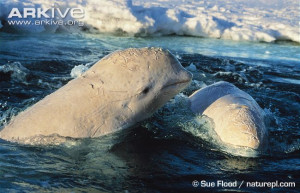 Beluga whales caught in ice hole, wounded by polar bear.