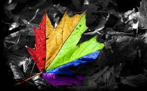 ... Photo of Colorful Leaf. DOWNLOAD More Digital Images and Wallpapers