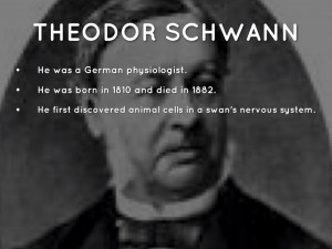 Theodor Schwann Cell Theory Timeline