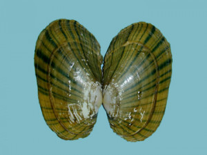 Freshwater Mussels? - Page 7