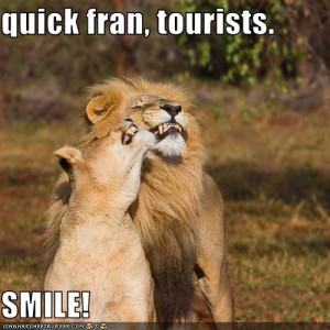 funny-pictures-lions-smile-for-tourists