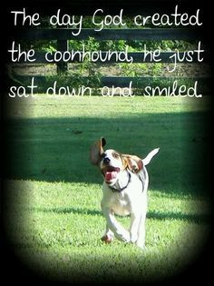 coonhound, coondog