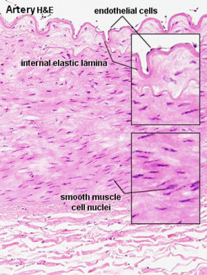 Artery Vs Vein Histology Artery histology 02.jpg