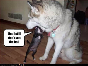 ... dogs funny dogs with words funny dogs with sayings funny and cute dogs