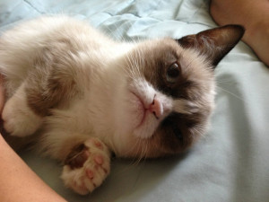 Meet Tard, the grumpy cat (10 pics + video)